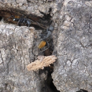 Camponotus aeneopilosus at O'Malley, ACT - 2 Oct 2018 03:38 PM