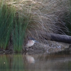 Nycticorax caledonicus (Nankeen Night-Heron) at Gundaroo, NSW - 2 Oct 2018 by Maartje Sevenster