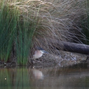 Nycticorax caledonicus at Gundaroo, NSW - 2 Oct 2018 03:49 PM