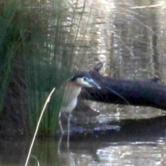 Nycticorax caledonicus at Gundaroo, NSW - 2 Oct 2018 03:49 PM