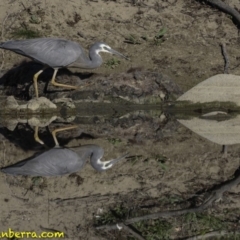 Egretta novaehollandiae (White-faced Heron) at Stromlo, ACT - 23 Sep 2018 by JonSteinbeck