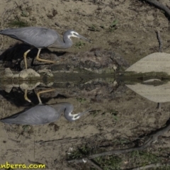 Egretta novaehollandiae (White-faced Heron) at Stromlo, ACT - 22 Sep 2018 by BIrdsinCanberra