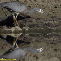 Egretta novaehollandiae at Stromlo, ACT - 23 Sep 2018