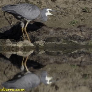 Egretta novaehollandiae at Stromlo, ACT - 23 Sep 2018