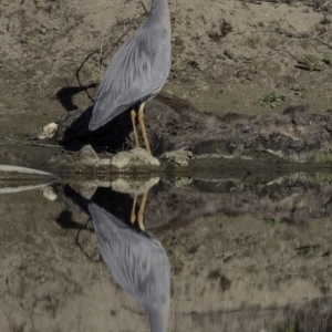 Egretta novaehollandiae at Stromlo, ACT - 23 Sep 2018