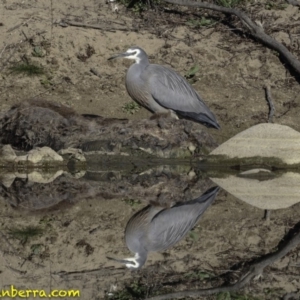 Egretta novaehollandiae at Stromlo, ACT - 23 Sep 2018