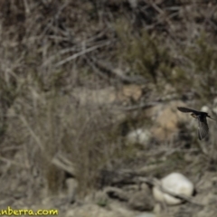 Hirundo neoxena at Stromlo, ACT - 23 Sep 2018