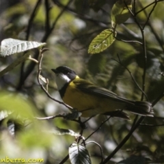 Pachycephala pectoralis (Golden Whistler) at Paddys River, ACT - 30 Sep 2018 by JonSteinbeck