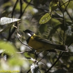 Pachycephala pectoralis (Golden Whistler) at Tidbinbilla Nature Reserve - 30 Sep 2018 by BIrdsinCanberra