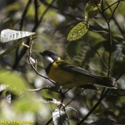 Pachycephala pectoralis (Golden Whistler) at Paddys River, ACT - 30 Sep 2018 by JonSteinbeck