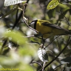 Pachycephala pectoralis at Paddys River, ACT - 30 Sep 2018