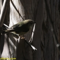 Acanthiza lineata (Striated Thornbill) at Paddys River, ACT - 30 Sep 2018 by JonSteinbeck