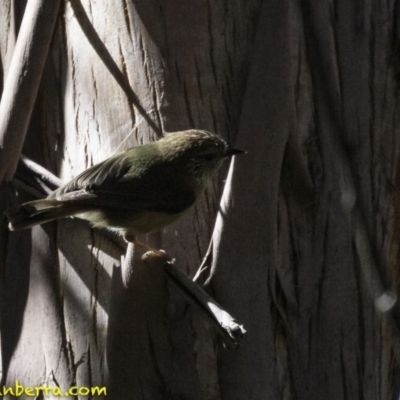 Acanthiza lineata (Striated Thornbill) at Paddys River, ACT - 30 Sep 2018 by JonSteinbeck