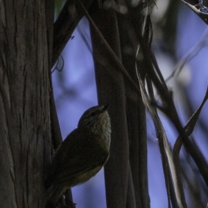 Acanthiza lineata at Paddys River, ACT - 30 Sep 2018 10:52 AM