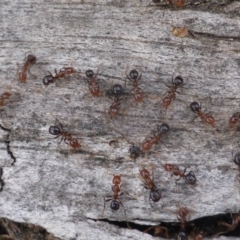 Papyrius nitidus (Shining Coconut Ant) at O'Malley, ACT - 2 Oct 2018 by Mike