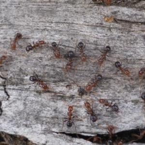 Papyrius nitidus at O'Malley, ACT - suppressed