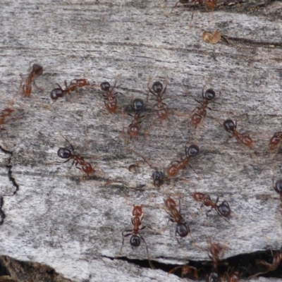 Papyrius nitidus (Shining Coconut Ant) at O'Malley, ACT - 2 Oct 2018 by Mike