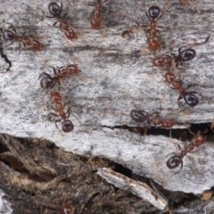 Papyrius nitidus at O'Malley, ACT - 2 Oct 2018