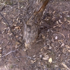 Papyrius nitidus (Shining Coconut Ant) at O'Malley, ACT - 2 Oct 2018 by Mike