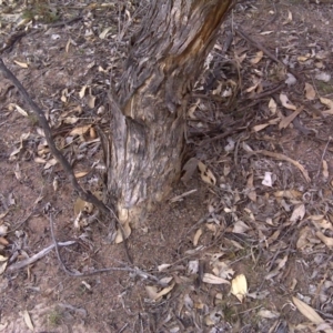 Papyrius nitidus at O'Malley, ACT - 2 Oct 2018