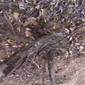 Papyrius nitidus at O'Malley, ACT - suppressed