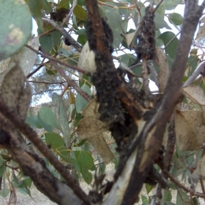 Papyrius nitidus at O'Malley, ACT - suppressed