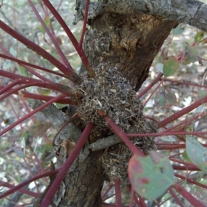 Papyrius nitidus at O'Malley, ACT - 2 Oct 2018