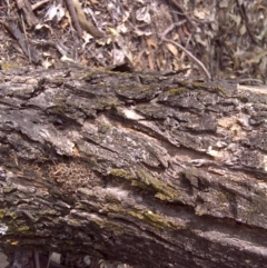 Papyrius nitidus (Shining Coconut Ant) at O'Malley, ACT - 2 Oct 2018 by Mike