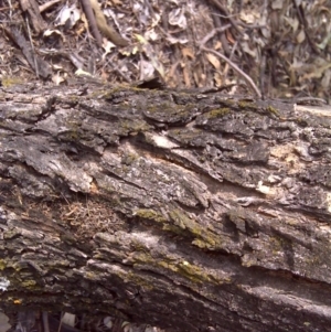 Papyrius nitidus at O'Malley, ACT - suppressed