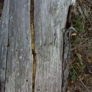 Papyrius nitidus at O'Malley, ACT - 2 Oct 2018