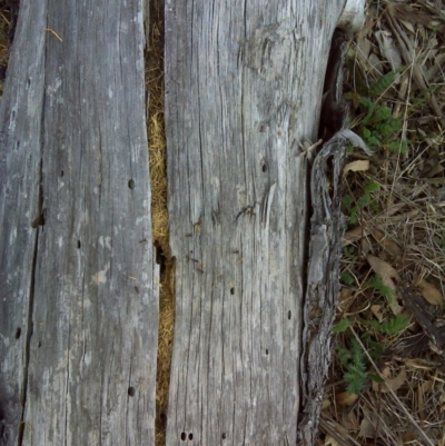 Papyrius nitidus (Shining Coconut Ant) at O'Malley, ACT - 2 Oct 2018 by Mike