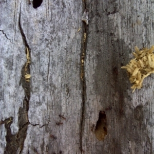 Papyrius nitidus at O'Malley, ACT - 2 Oct 2018