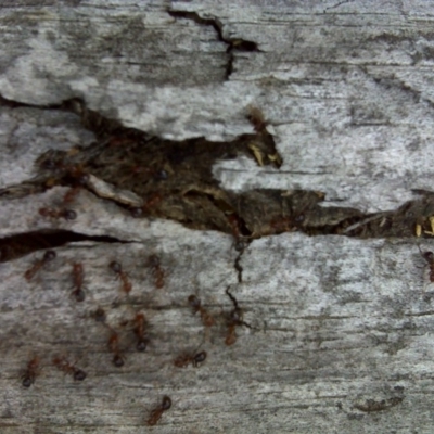 Papyrius nitidus (Shining Coconut Ant) at O'Malley, ACT - 2 Oct 2018 by Mike
