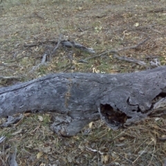 Papyrius nitidus at O'Malley, ACT - suppressed