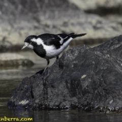 Grallina cyanoleuca (Magpie-lark) at Stromlo, ACT - 23 Sep 2018 by JonSteinbeck