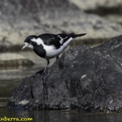 Grallina cyanoleuca (Magpie-lark) at Stromlo, ACT - 23 Sep 2018 by BIrdsinCanberra