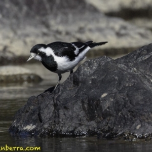 Grallina cyanoleuca at Stromlo, ACT - 23 Sep 2018