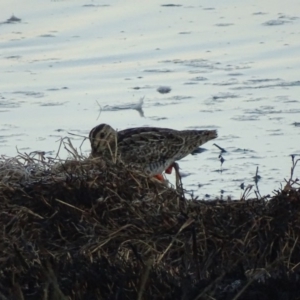 Gallinago hardwickii at Fyshwick, ACT - 2 Oct 2018