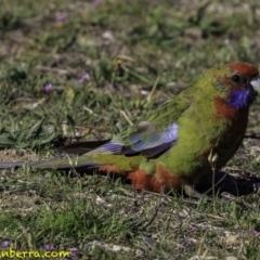 Platycercus elegans (Crimson Rosella) at Stromlo, ACT - 23 Sep 2018 by JonSteinbeck