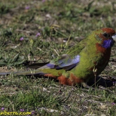 Platycercus elegans (Crimson Rosella) at Stromlo, ACT - 23 Sep 2018 by JonSteinbeck