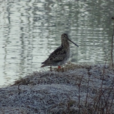 Gallinago hardwickii (Latham's Snipe) at Jerrabomberra Wetlands - 1 Oct 2018 by roymcd