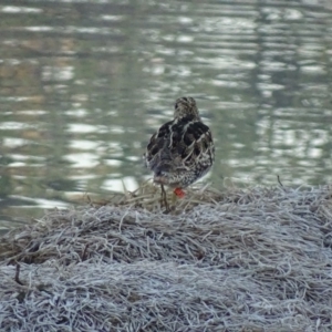 Gallinago hardwickii at Fyshwick, ACT - 2 Oct 2018 07:15 AM