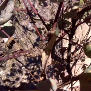 Papyrius nitidus at Symonston, ACT - suppressed