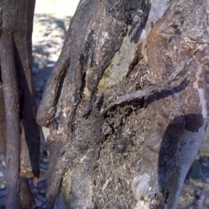 Papyrius nitidus at Symonston, ACT - suppressed