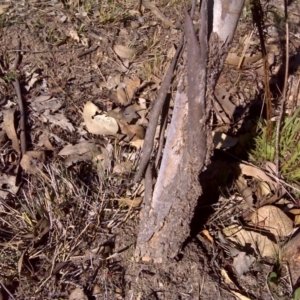 Papyrius nitidus at Symonston, ACT - suppressed