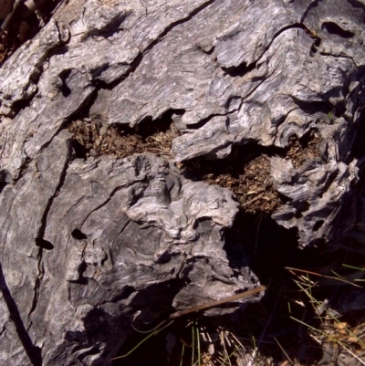 Papyrius nitidus (Shining Coconut Ant) at Symonston, ACT - 30 Sep 2018 by Mike