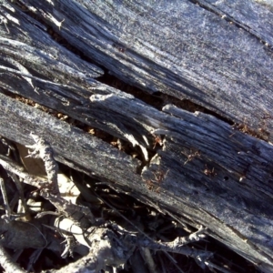 Papyrius nitidus at Symonston, ACT - suppressed