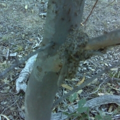 Papyrius nitidus (Shining Coconut Ant) at Symonston, ACT - 30 Sep 2018 by Mike