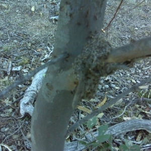 Papyrius nitidus at Symonston, ACT - suppressed