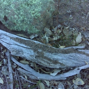 Papyrius nitidus at Symonston, ACT - suppressed